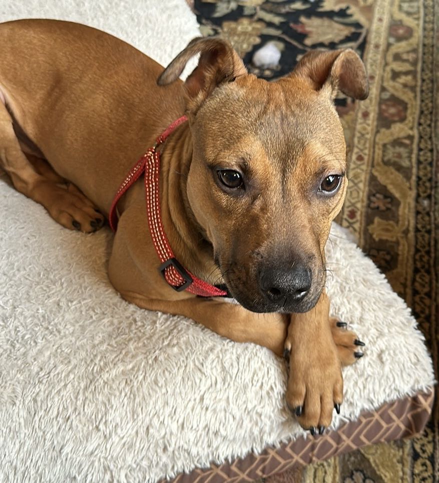 Repeat "Pete", Adoptable, Young Male Redbone Coonhound.