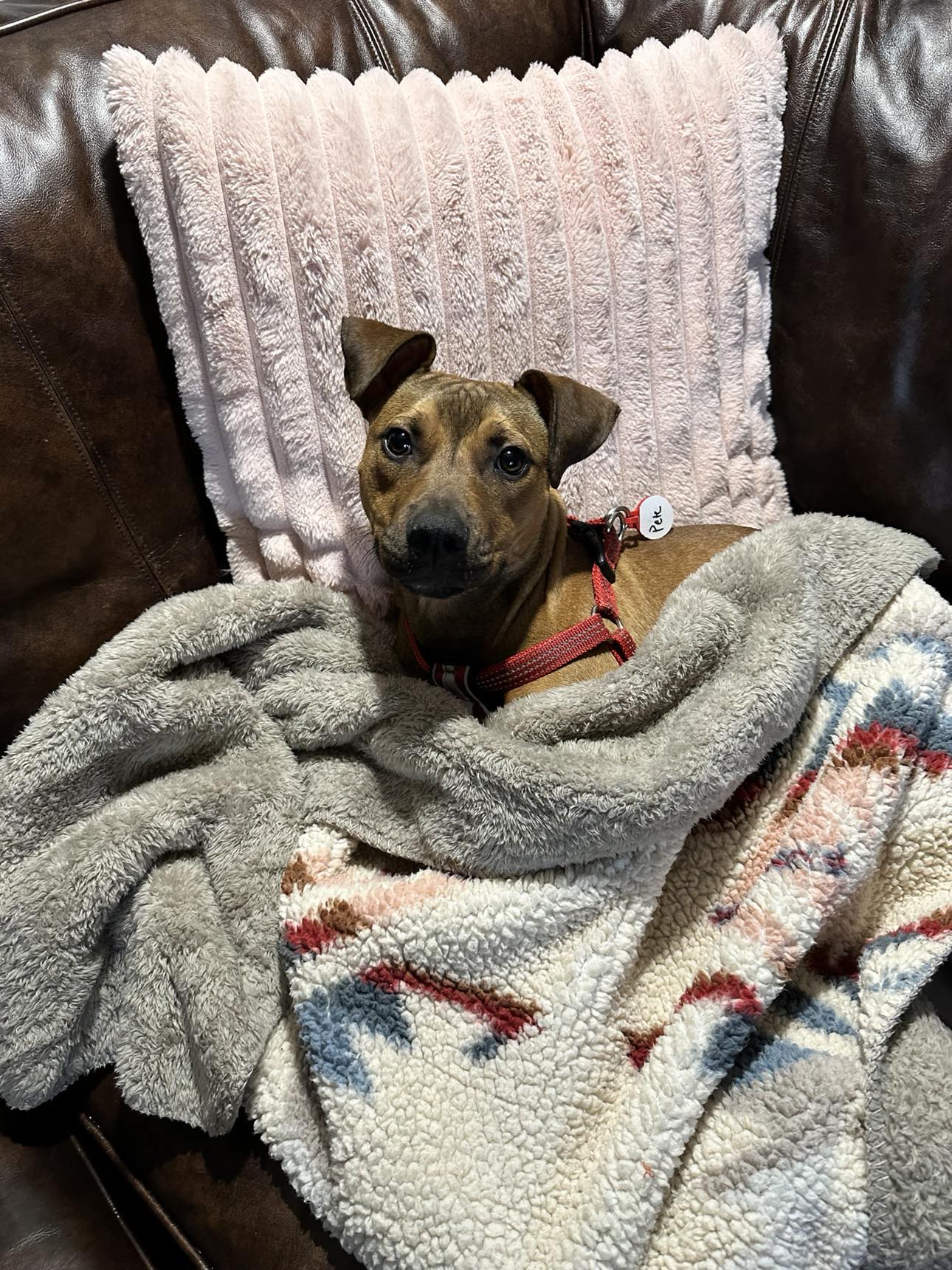 Repeat "pete" thumbnail 2