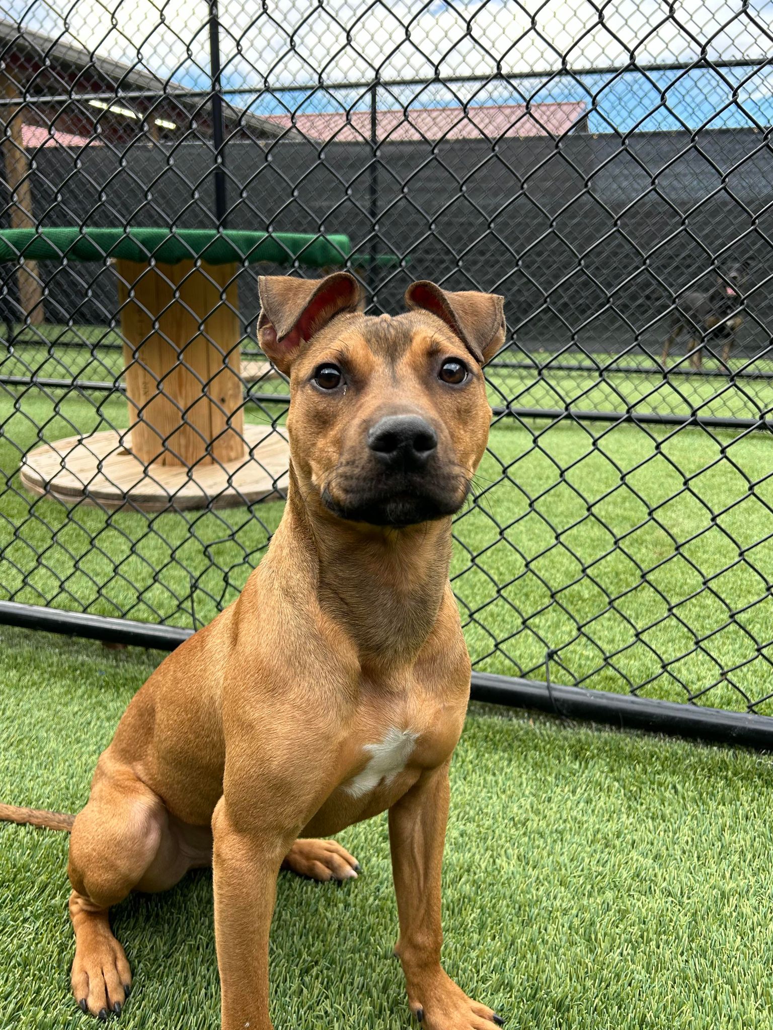 Repeat "pete" thumbnail 4