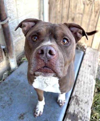 Sugar Bear — thumbnail 2