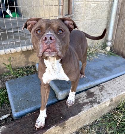 Sugar Bear — thumbnail 3