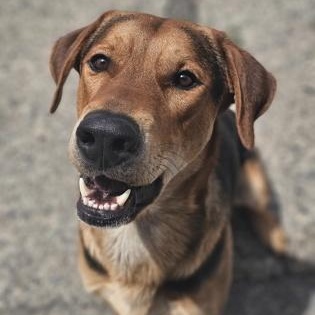 Zeus, ADOPTABLE, Adult Male German Shepherd Dog.