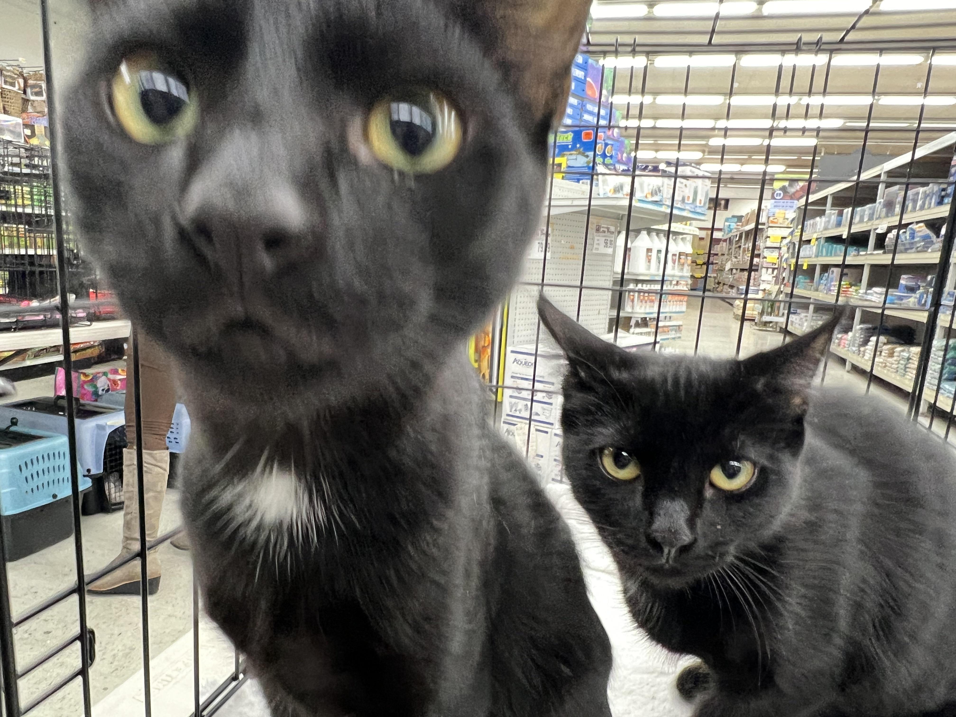 Durga, Adopted, Young Female Domestic Short Hair.