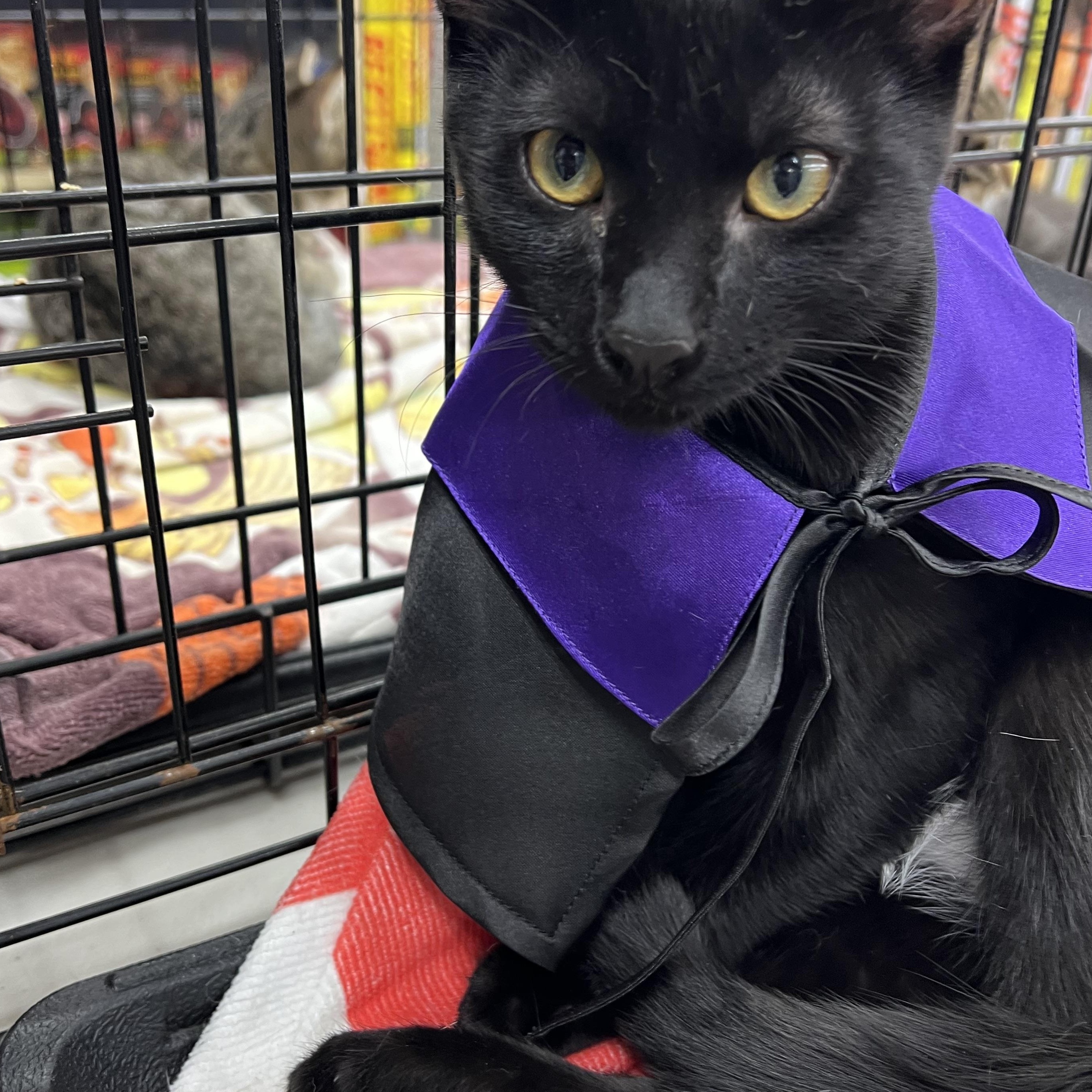 Durga, a Adopted Domestic Short Hair in South San Francisco, CA image 3/3