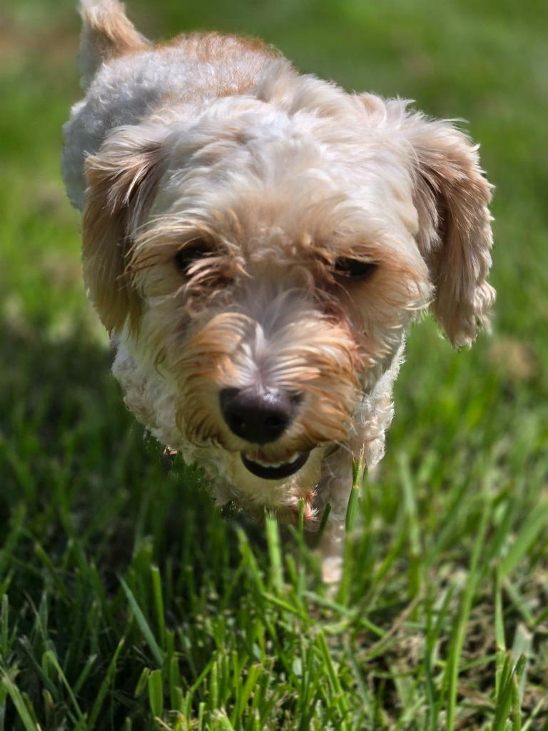 TILLIE, Adoptable, Young Female Maltese.
