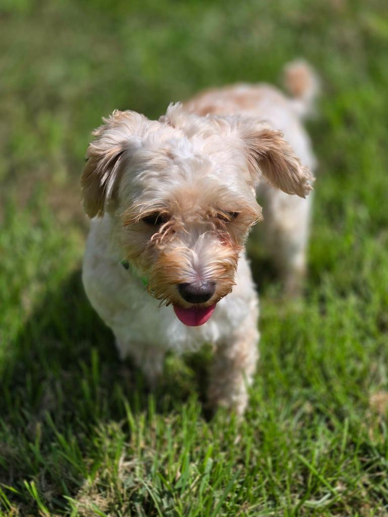 Enlarge TILLIE, a Adoptable Maltese in Moberly, MO image 2/5