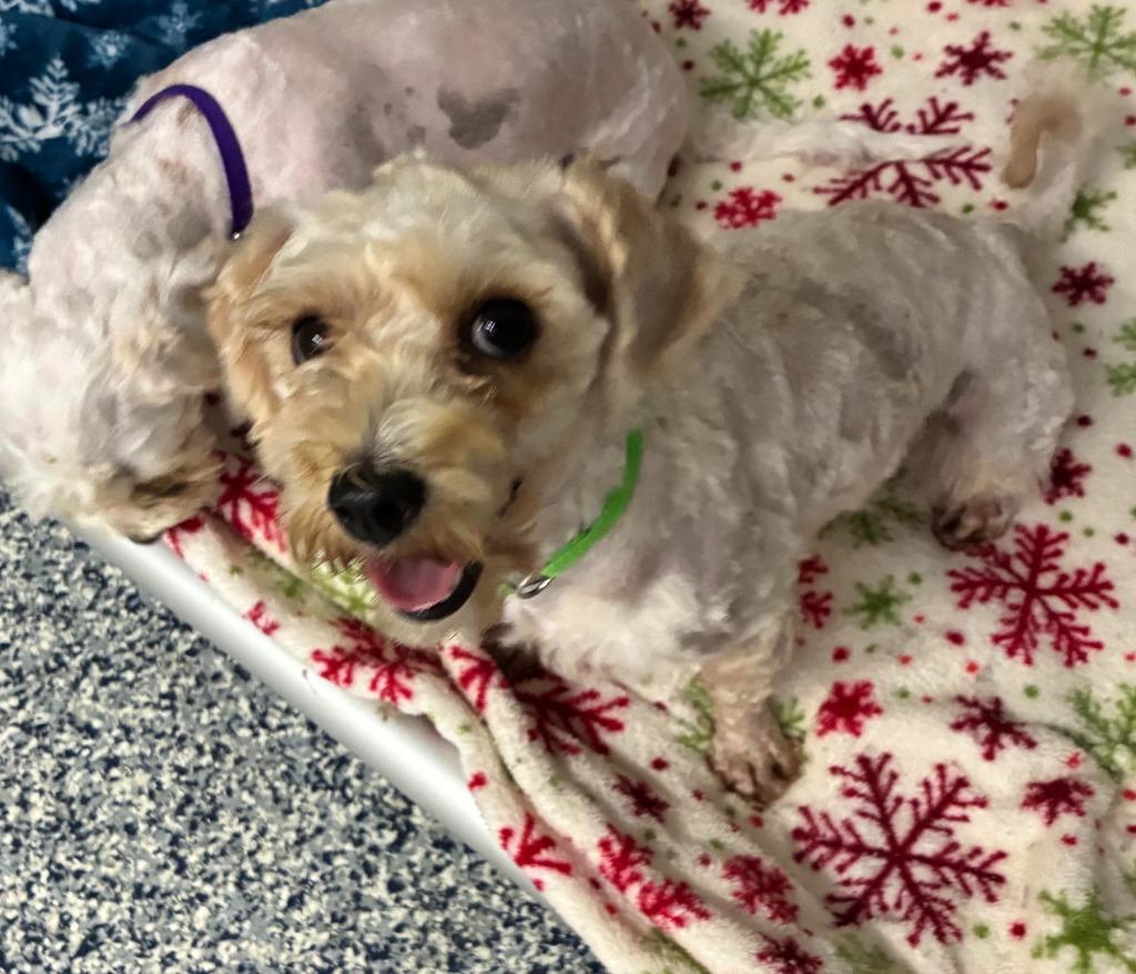 Enlarge TILLIE, a Adoptable Maltese in Moberly, MO image 3/5