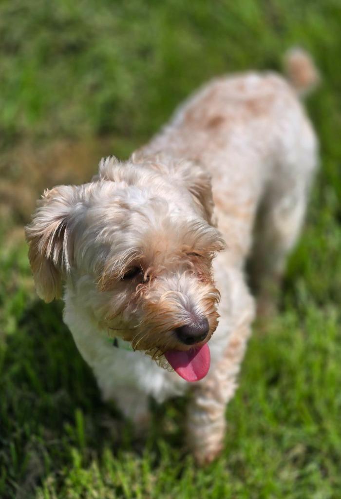 Enlarge TILLIE, a Adoptable Maltese in Moberly, MO image 4/5