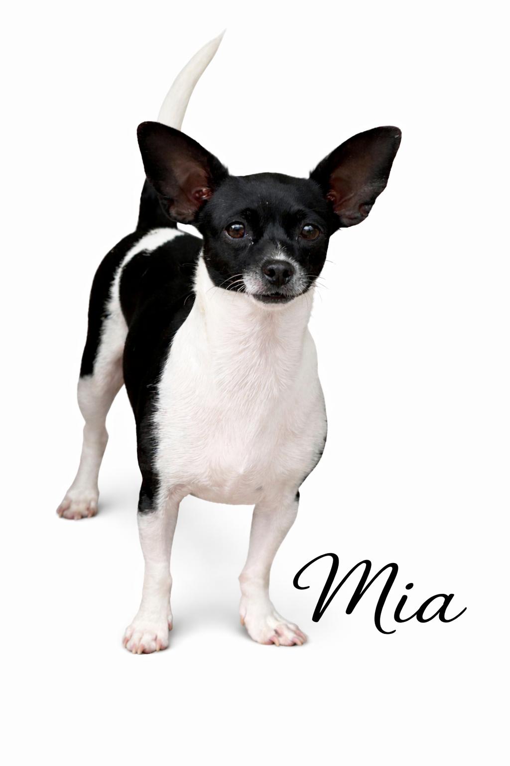 Enlarge Mia, a Adoptable Chihuahua in SYLVANIA, GA image 1/1