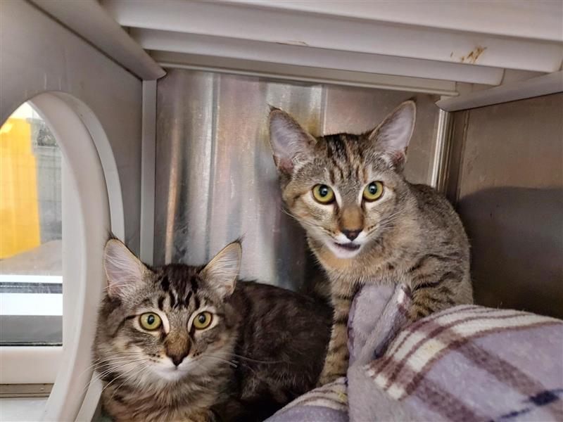 Darius, Adoptable, Young Male Domestic Medium Hair.