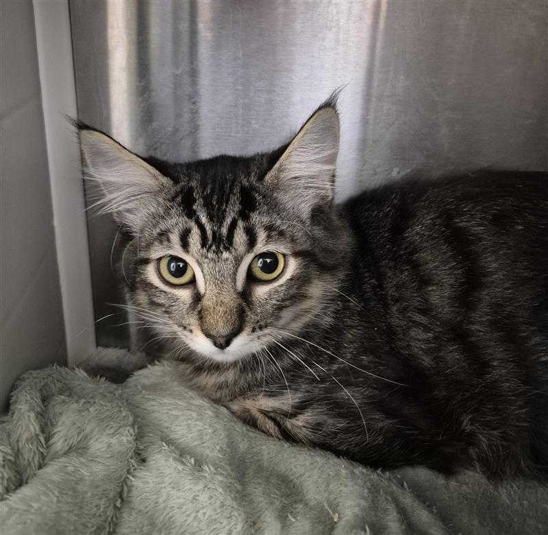 Enlarge Darius, a Adopted Domestic Medium Hair in Elk Grove, CA image 2/2