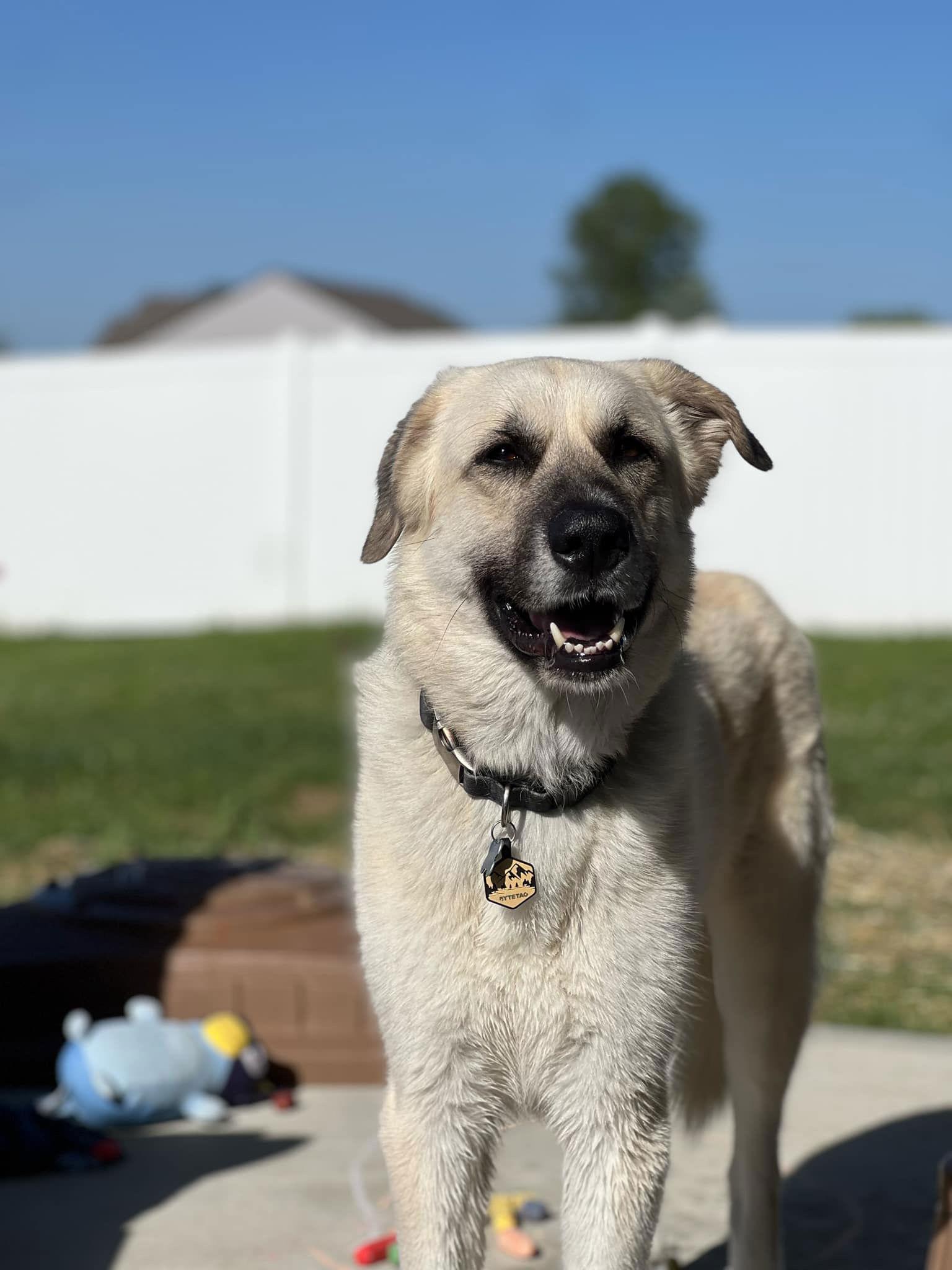 Enlarge Juneau, a Adoptable mixed breed in Columbus, IN image 1/3