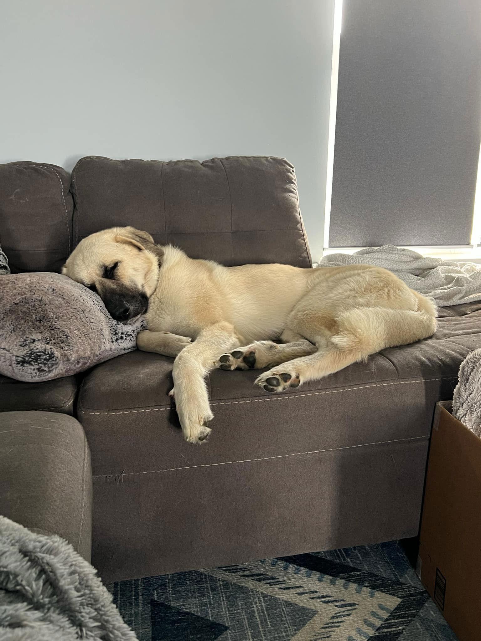 Enlarge Juneau, a Adoptable mixed breed in Columbus, IN image 2/3