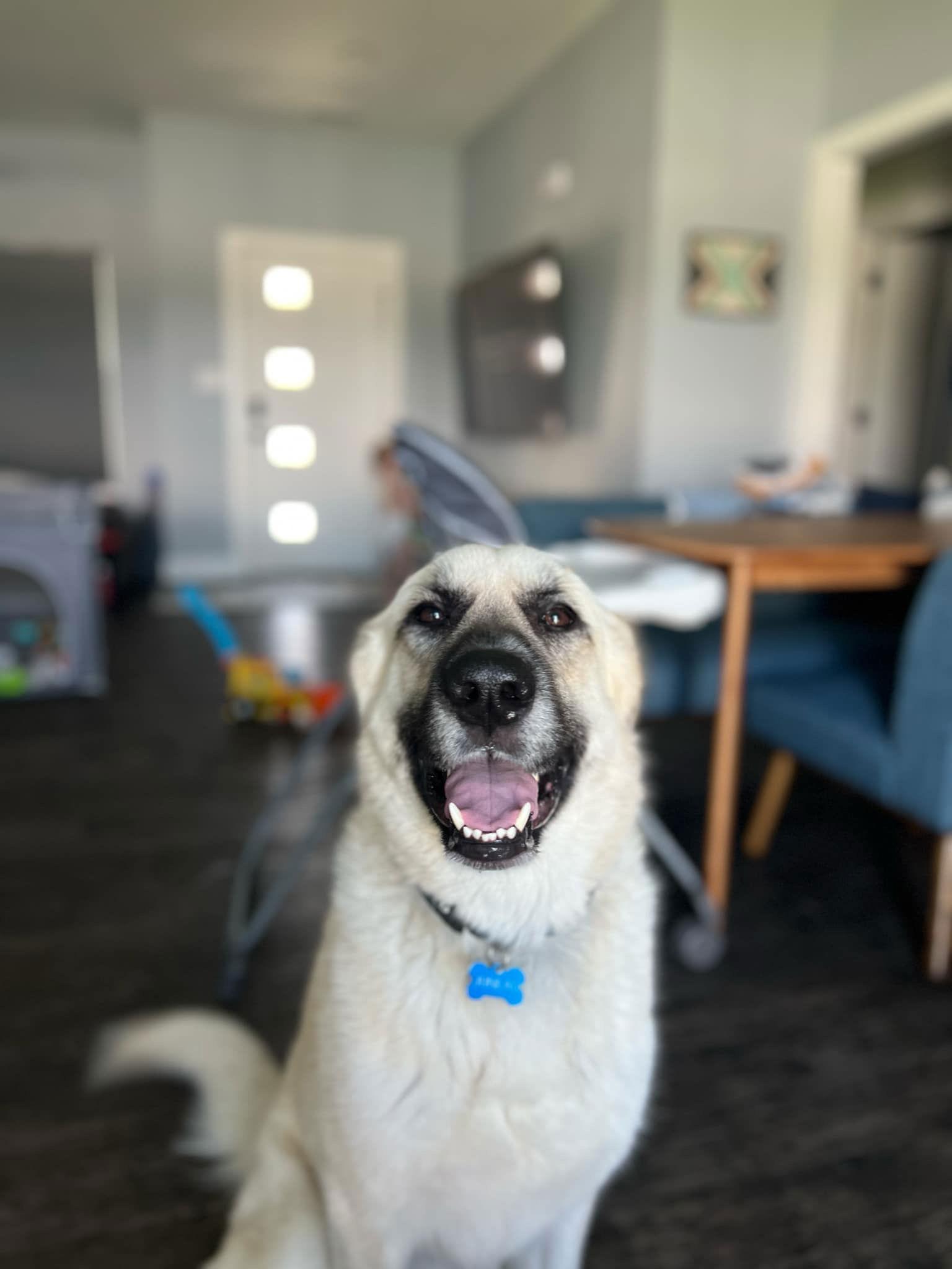 Enlarge Juneau, a Adoptable mixed breed in Columbus, IN image 3/3