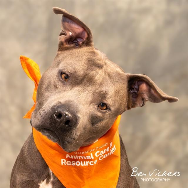 Enlarge MR JINGLES, a Adoptable mixed breed in Albuquerque, NM image 1/1