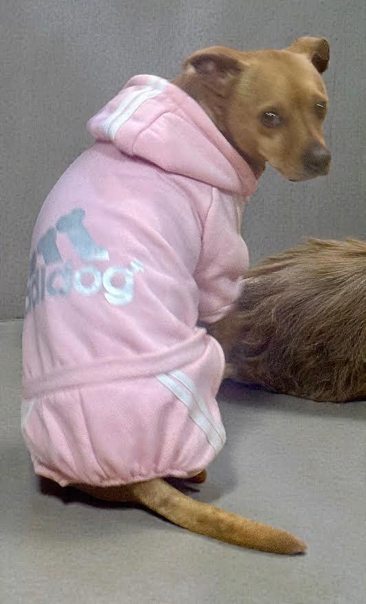 Enlarge Bentley, a Adopted mixed breed in Crossville, TN image 1/6