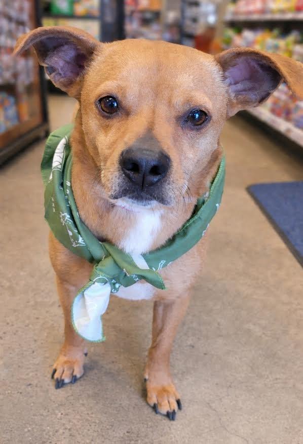 Enlarge Bentley, a Adopted mixed breed in Crossville, TN image 2/6