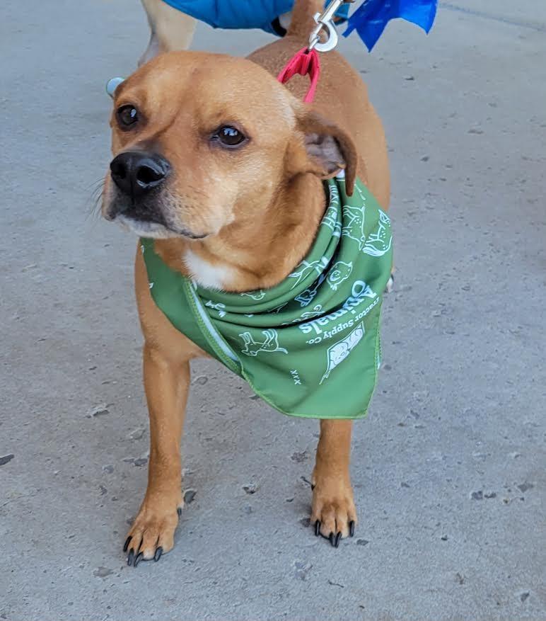 Enlarge Bentley, a Adopted mixed breed in Crossville, TN image 3/6