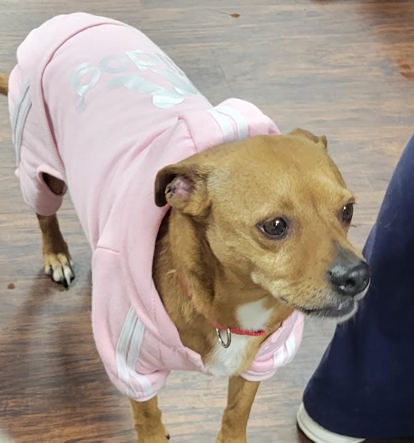 Enlarge Bentley, a Adopted mixed breed in Crossville, TN image 4/6