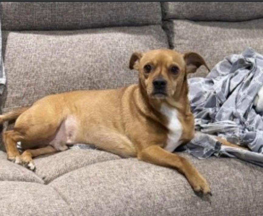 Enlarge Bentley, a Adopted mixed breed in Crossville, TN image 6/6