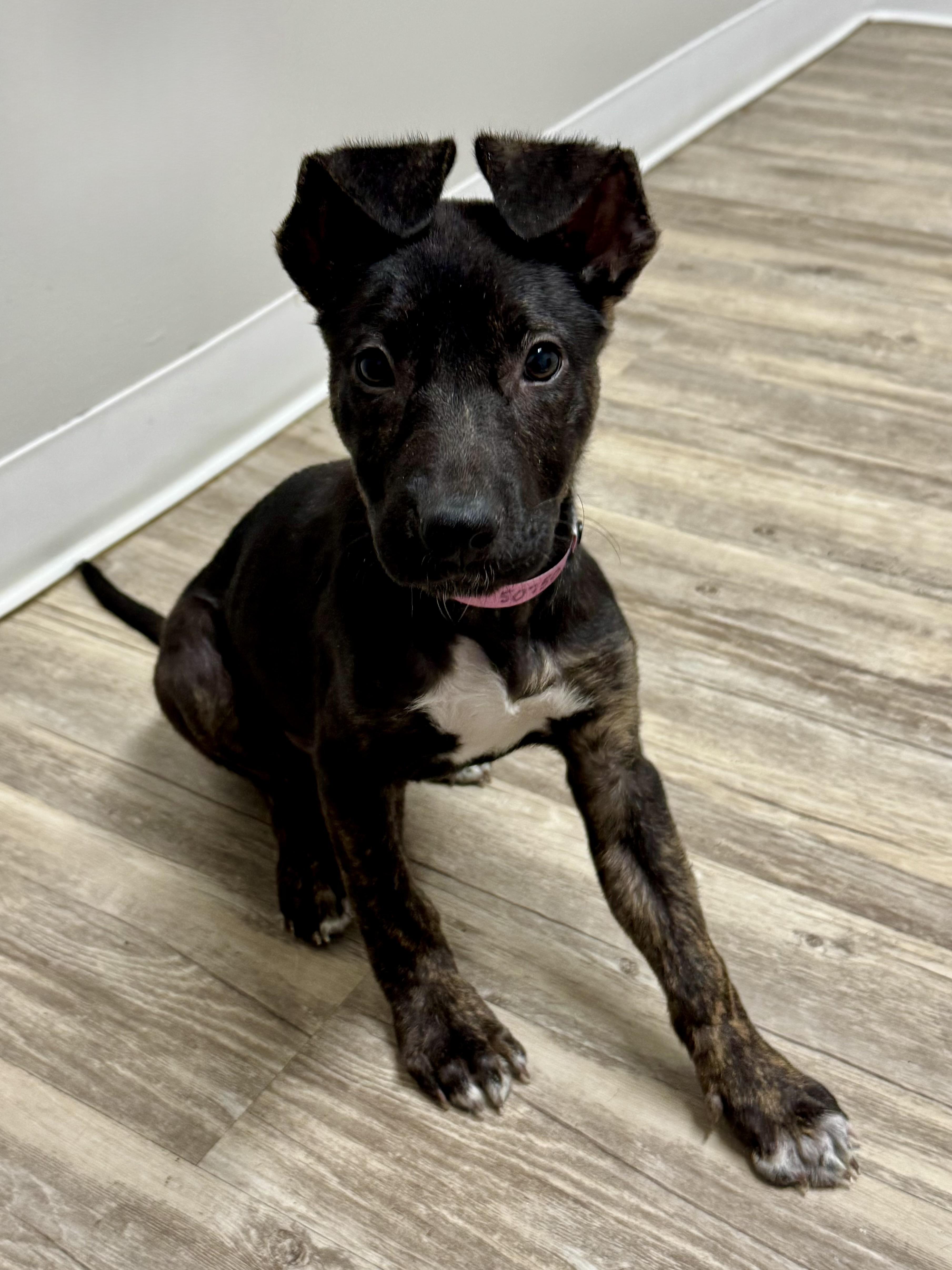 Willa, Adoptable, Puppy Female Dutch Shepherd.