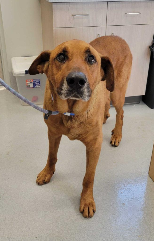 Enlarge Nectarine, a Adoptable mixed breed in Chillicothe, OH image 1/1