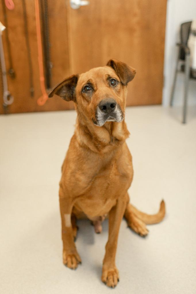 Enlarge Nectarine, a Adoptable mixed breed in Chillicothe, OH image 2/2