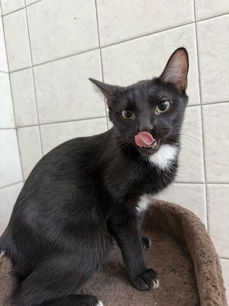 Enlarge French Tip, a Adoptable mixed breed in Wheaton, IL image 1/2