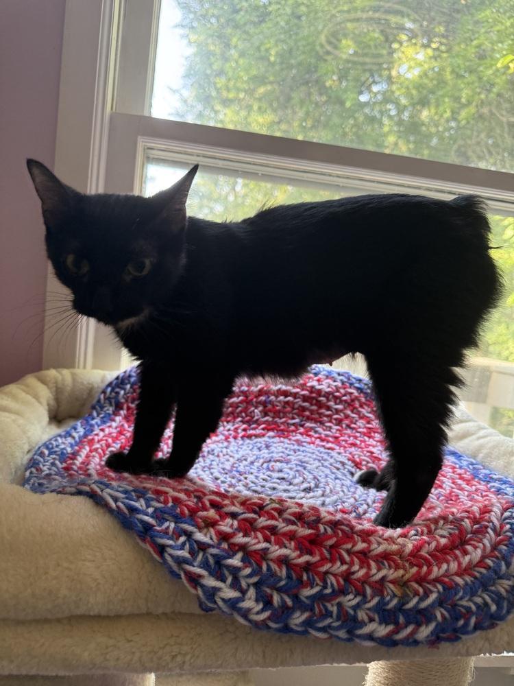 Enlarge French Tip, a Adoptable mixed breed in Wheaton, IL image 2/2