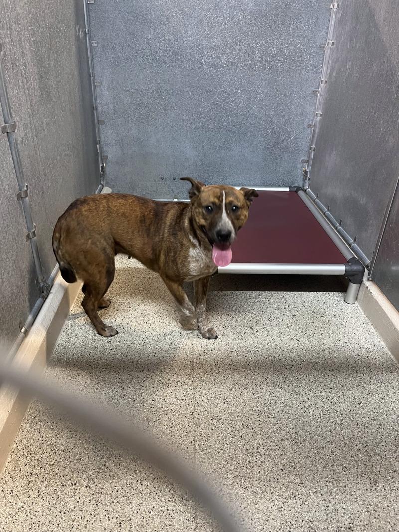 Shakira, Adoptable, Adult Female Cattle Dog & Mixed Breed.