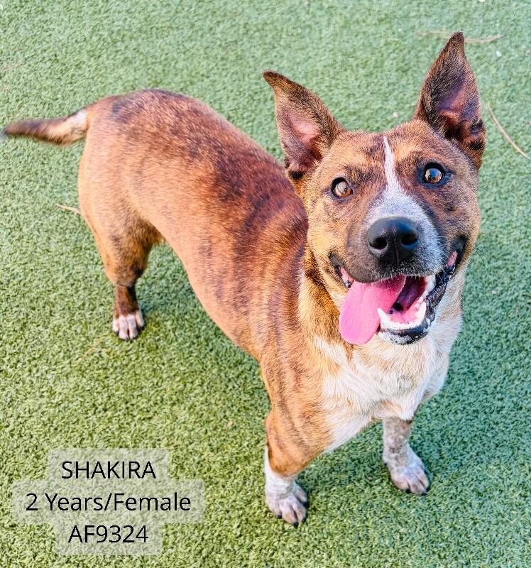 Enlarge Shakira, a Adoptable mixed breed in Supply, NC image 2/2