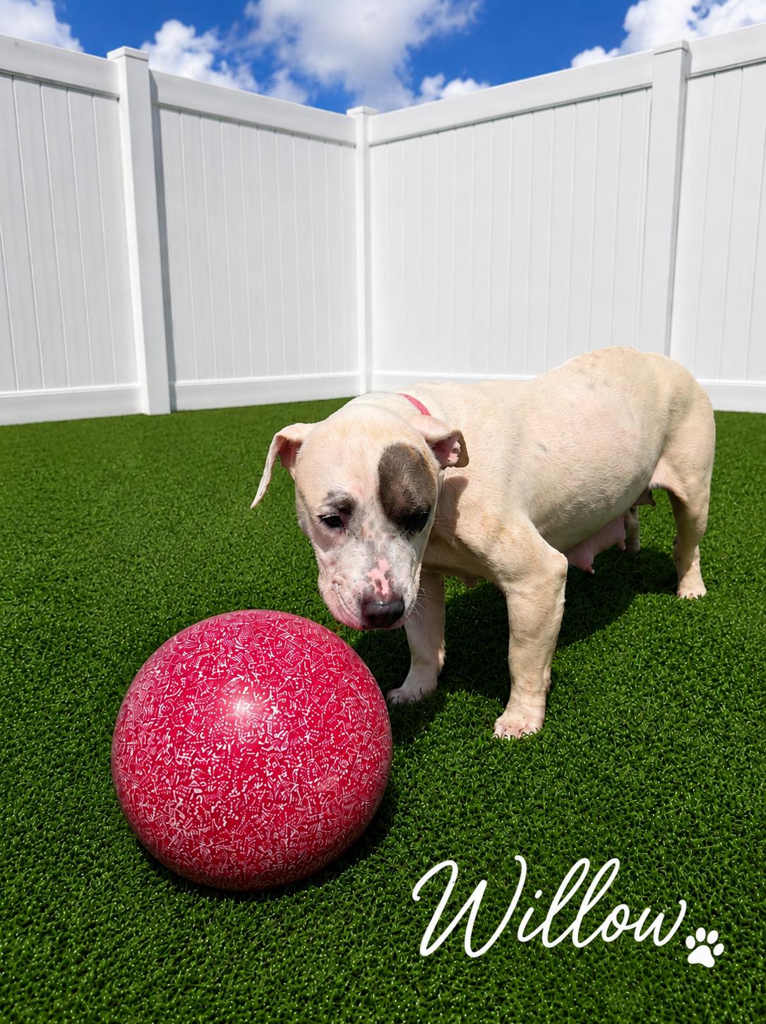 Willow, an adopted Terrier in Joliet, IL image 2/2