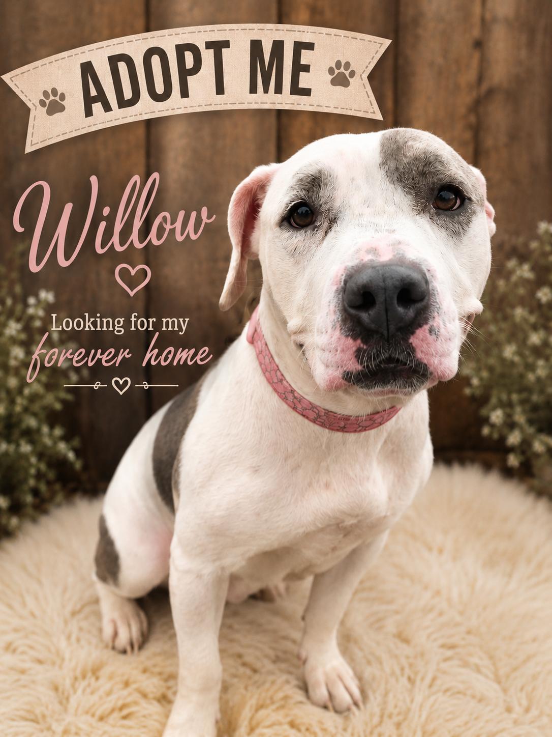 Willow, adopted, Adult Female Terrier.