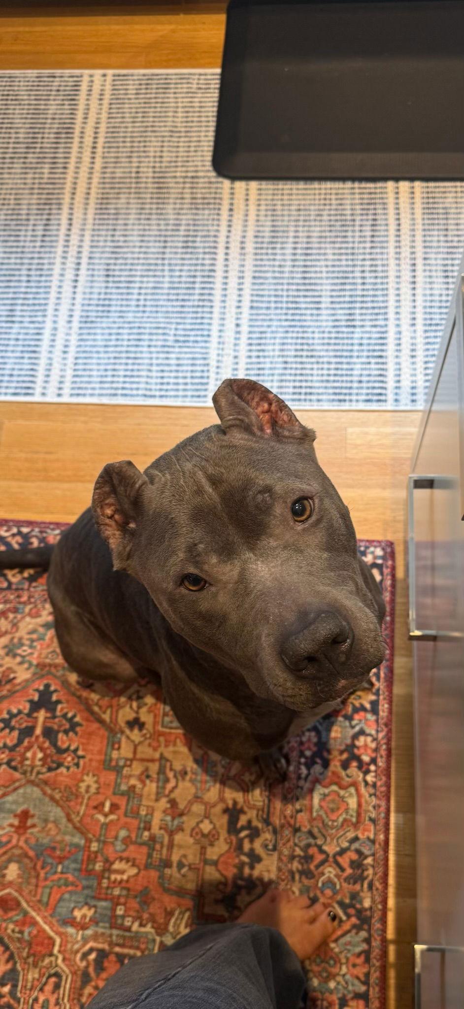 Toby — thumbnail 2