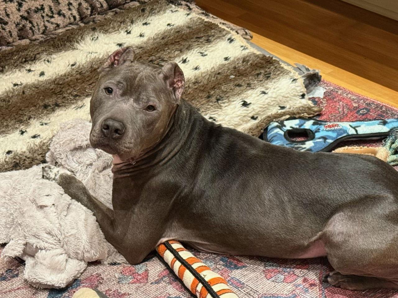 Toby — thumbnail 3