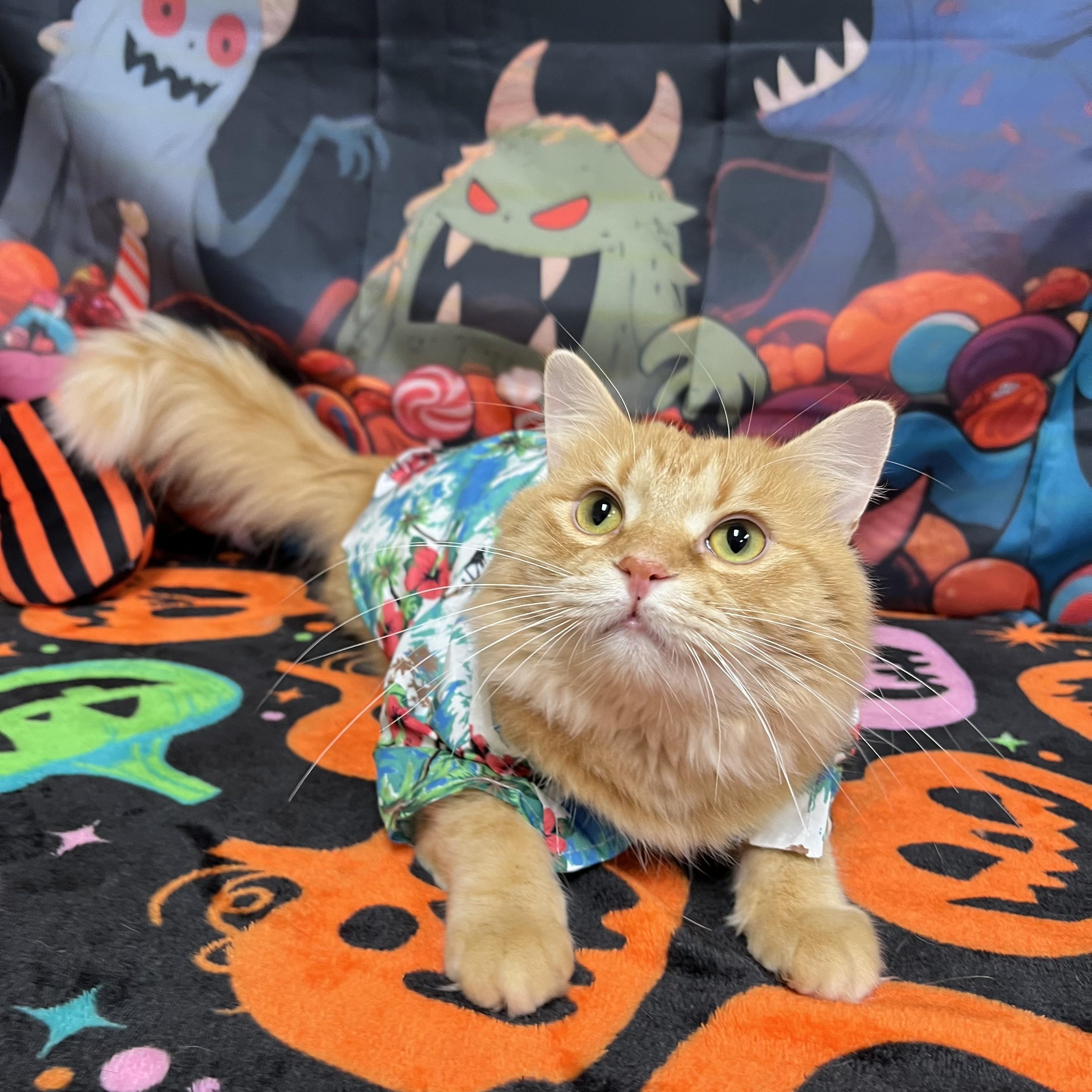 Enlarge Abracadabra, a Adoptable Domestic Medium Hair in Fairmont, MN image 2/6