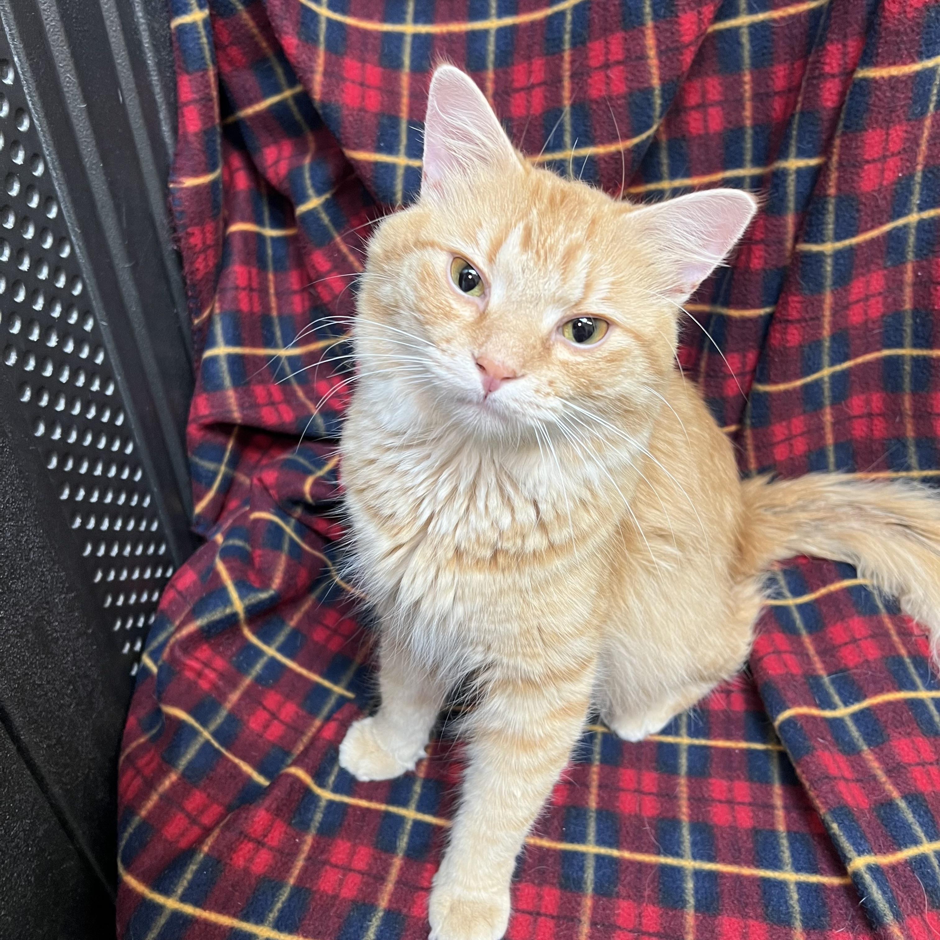 Enlarge Abracadabra, a ADOPTABLE Domestic Medium Hair in Fairmont, MN image 5/6