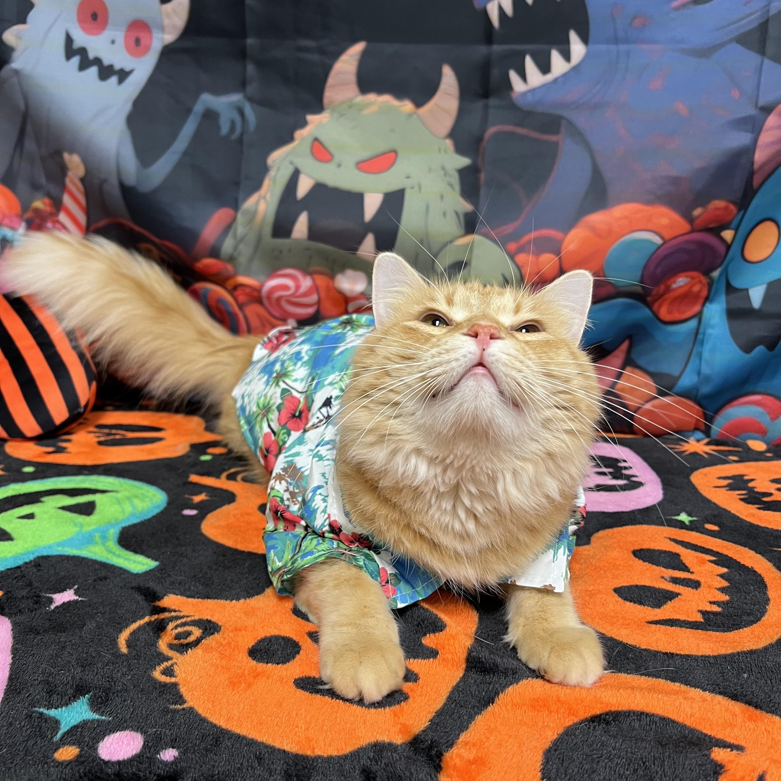 Enlarge Abracadabra, a Adoptable Domestic Medium Hair in Fairmont, MN image 4/6