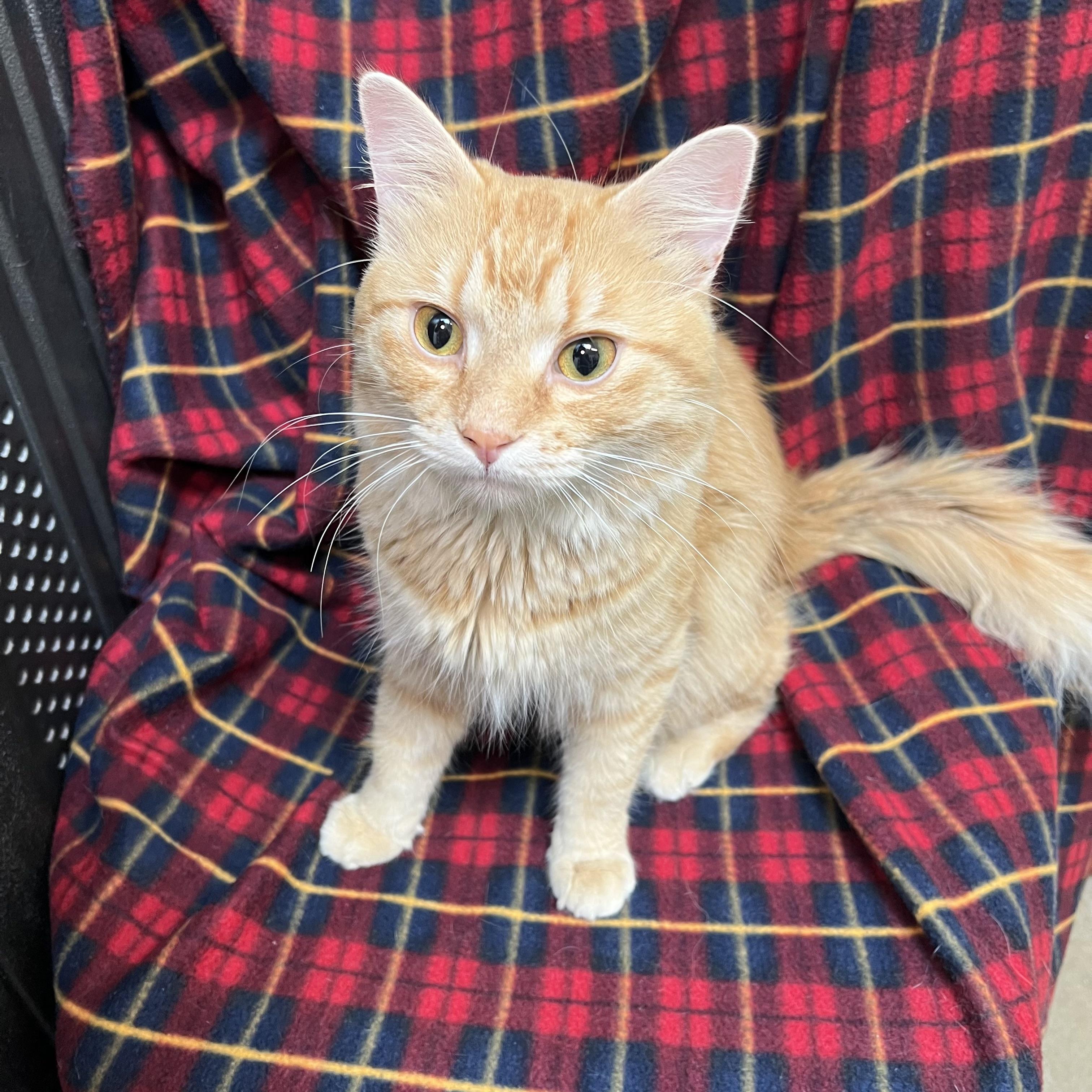 Enlarge Abracadabra, a ADOPTABLE Domestic Medium Hair in Fairmont, MN image 6/6