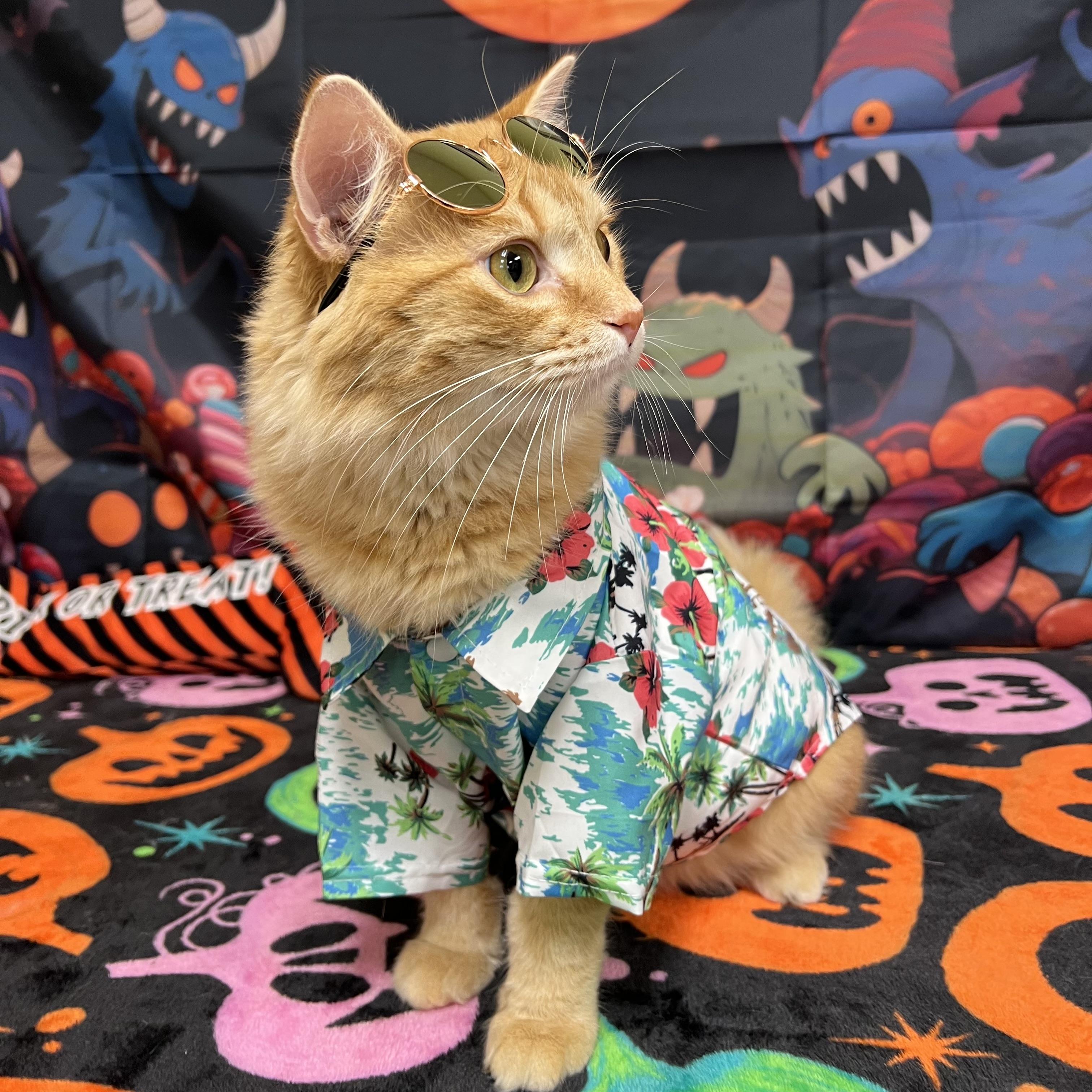 Enlarge Abracadabra, a Adoptable Domestic Medium Hair in Fairmont, MN image 3/6