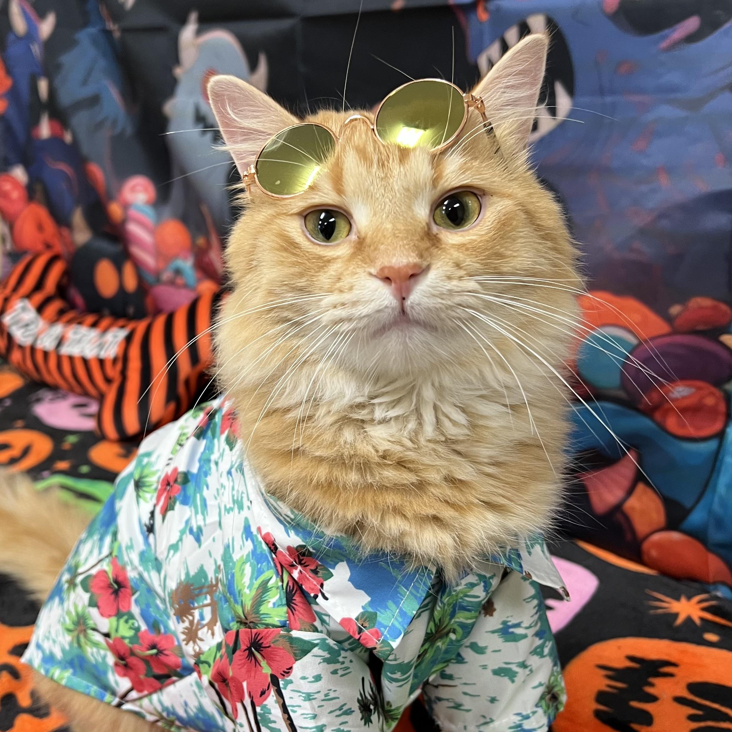 Abracadabra, Adoptable, Young Male Domestic Medium Hair.