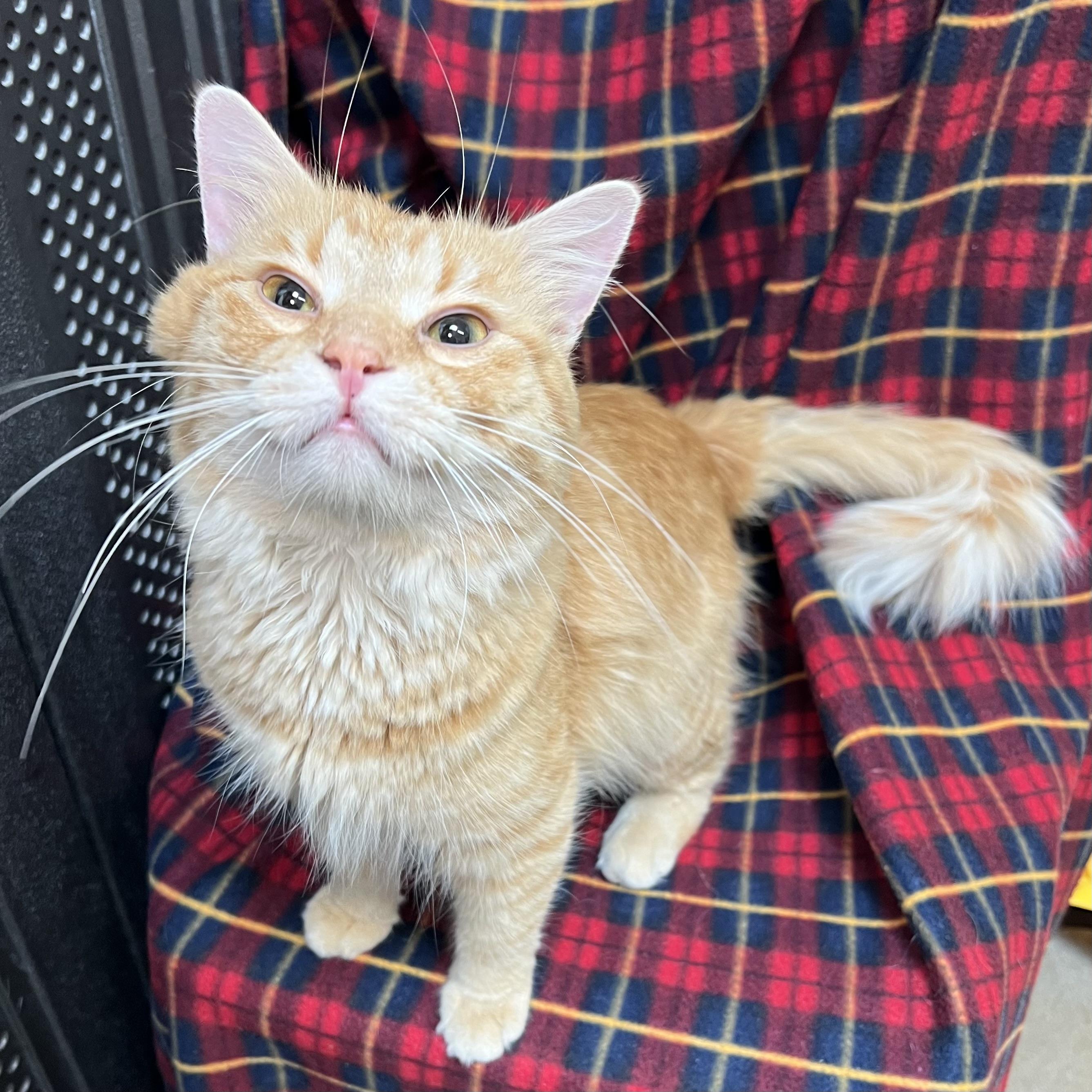 Abracadabra, ADOPTABLE, Young Male Domestic Medium Hair.