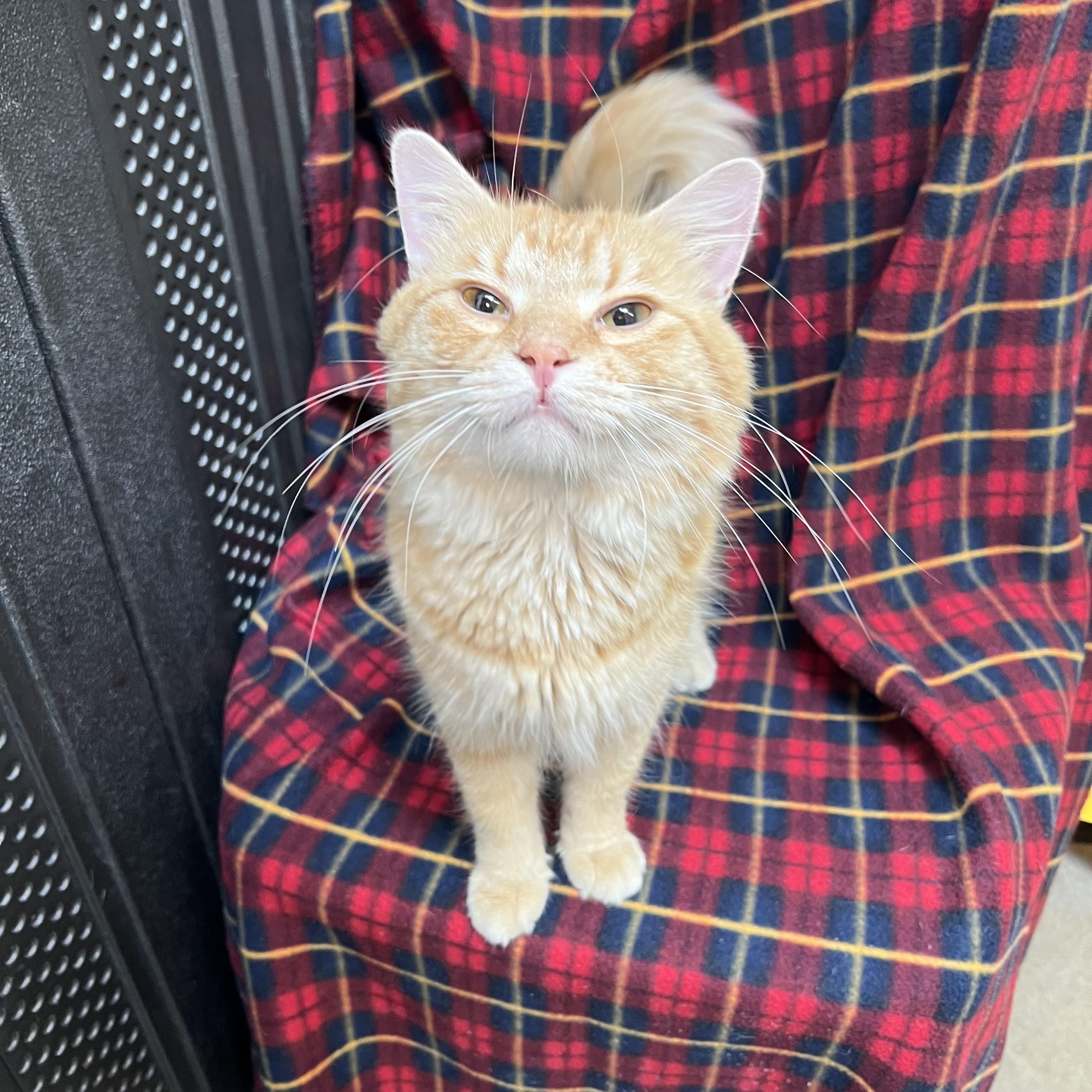 Enlarge Abracadabra, a ADOPTABLE Domestic Medium Hair in Fairmont, MN image 2/6