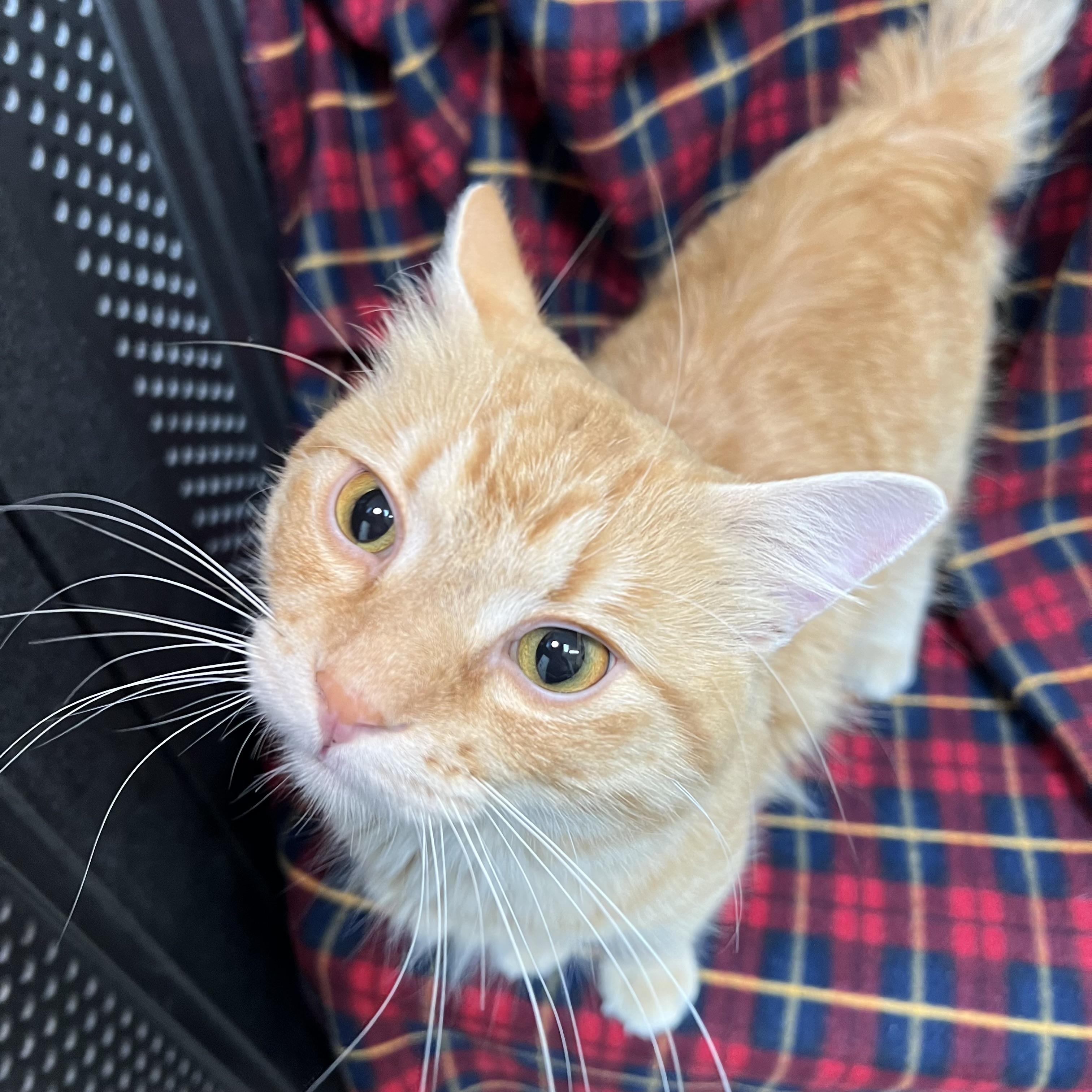 Enlarge Abracadabra, a ADOPTABLE Domestic Medium Hair in Fairmont, MN image 3/6