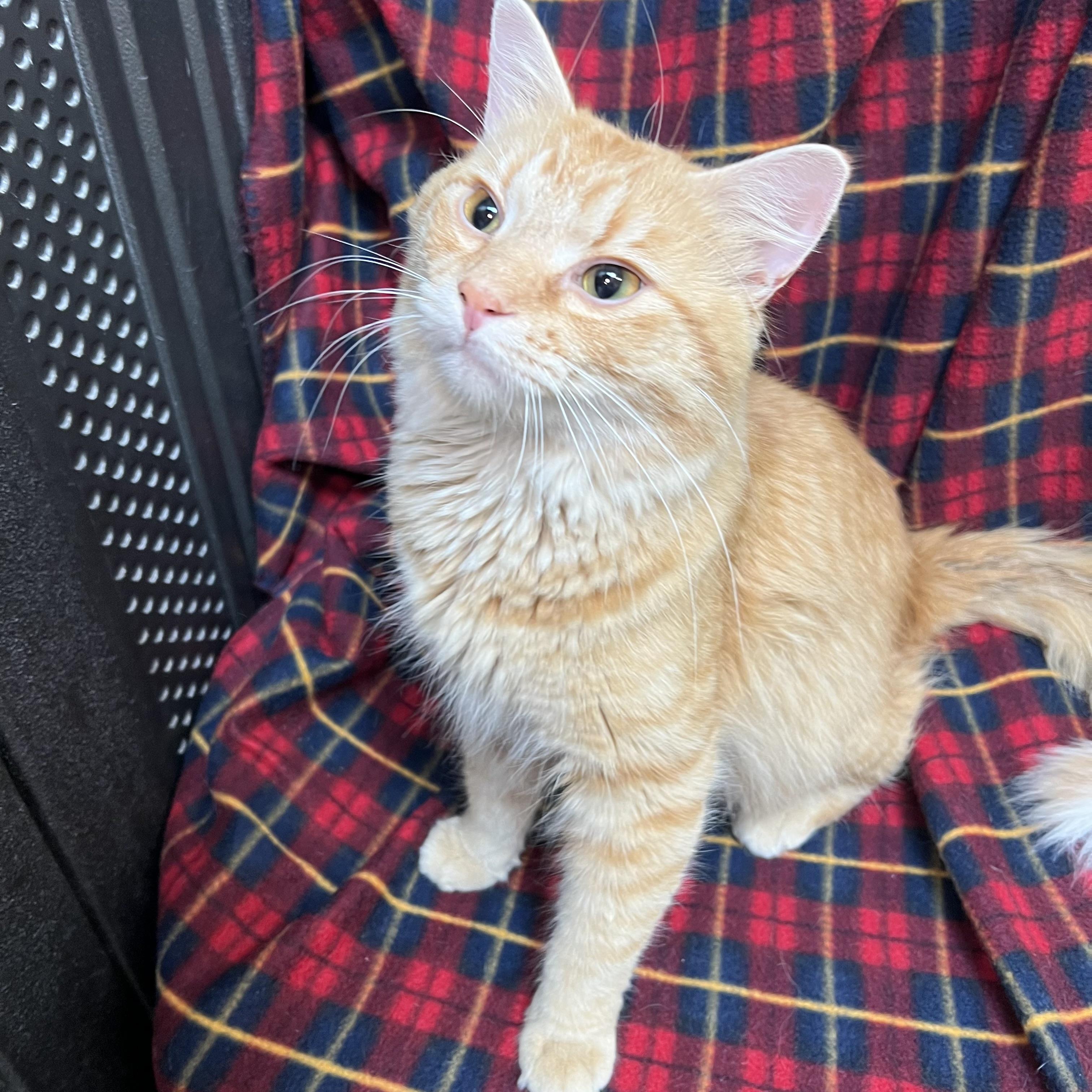 Enlarge Abracadabra, a ADOPTABLE Domestic Medium Hair in Fairmont, MN image 4/6