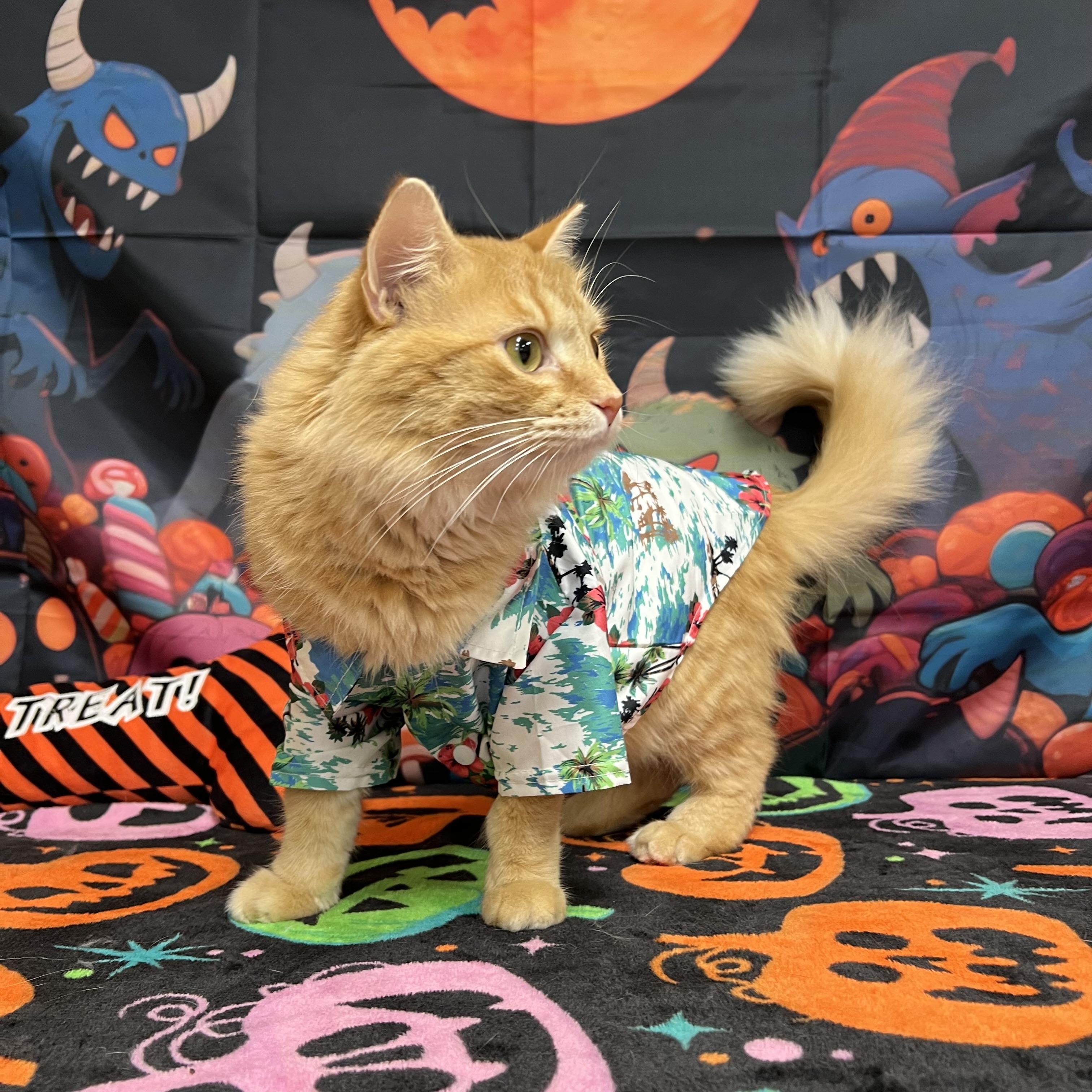 Enlarge Abracadabra, a Adoptable Domestic Medium Hair in Fairmont, MN image 5/6