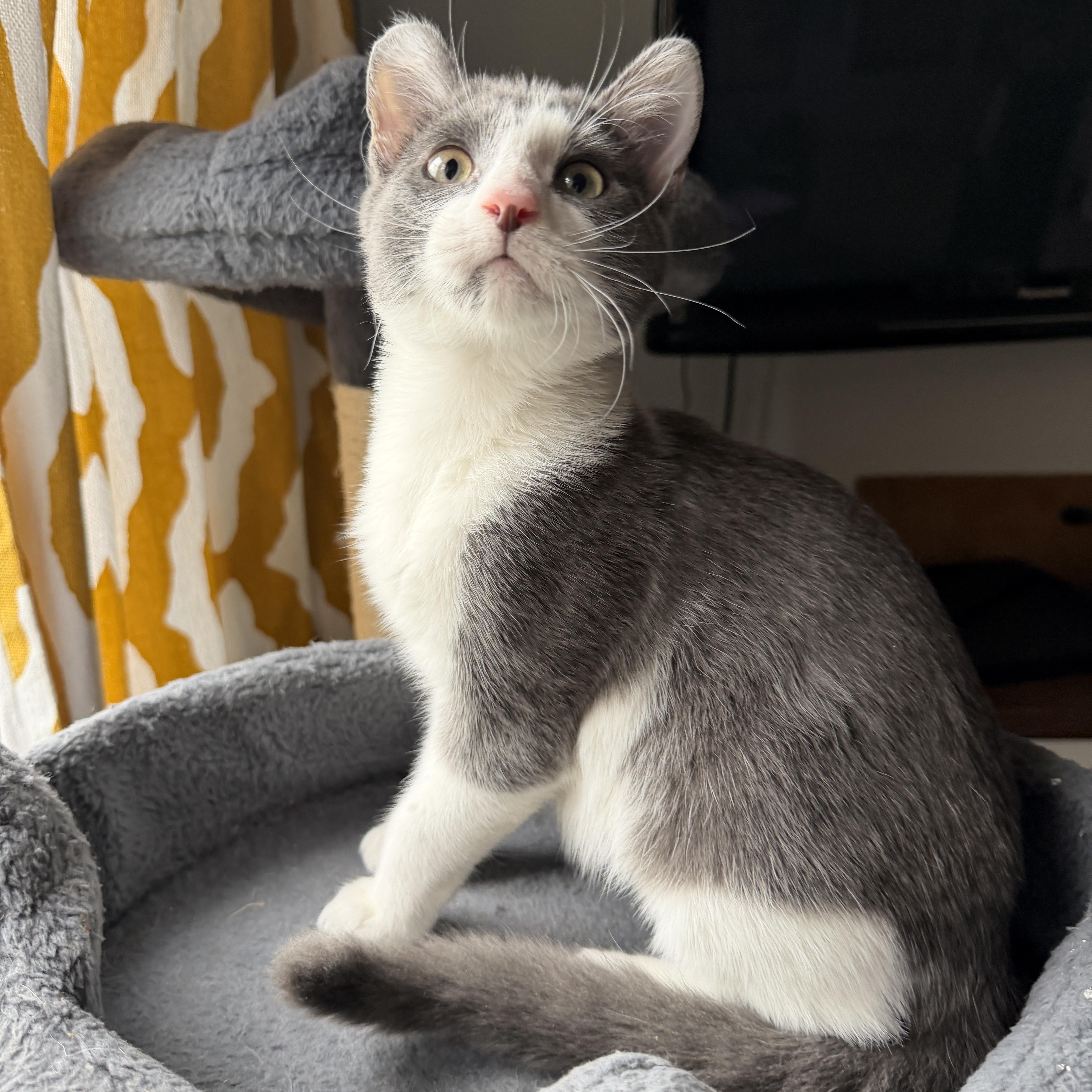 Enlarge Rico - cuddle buddy, a Adoptable Domestic Short Hair in South Lyon, MI image 2/3
