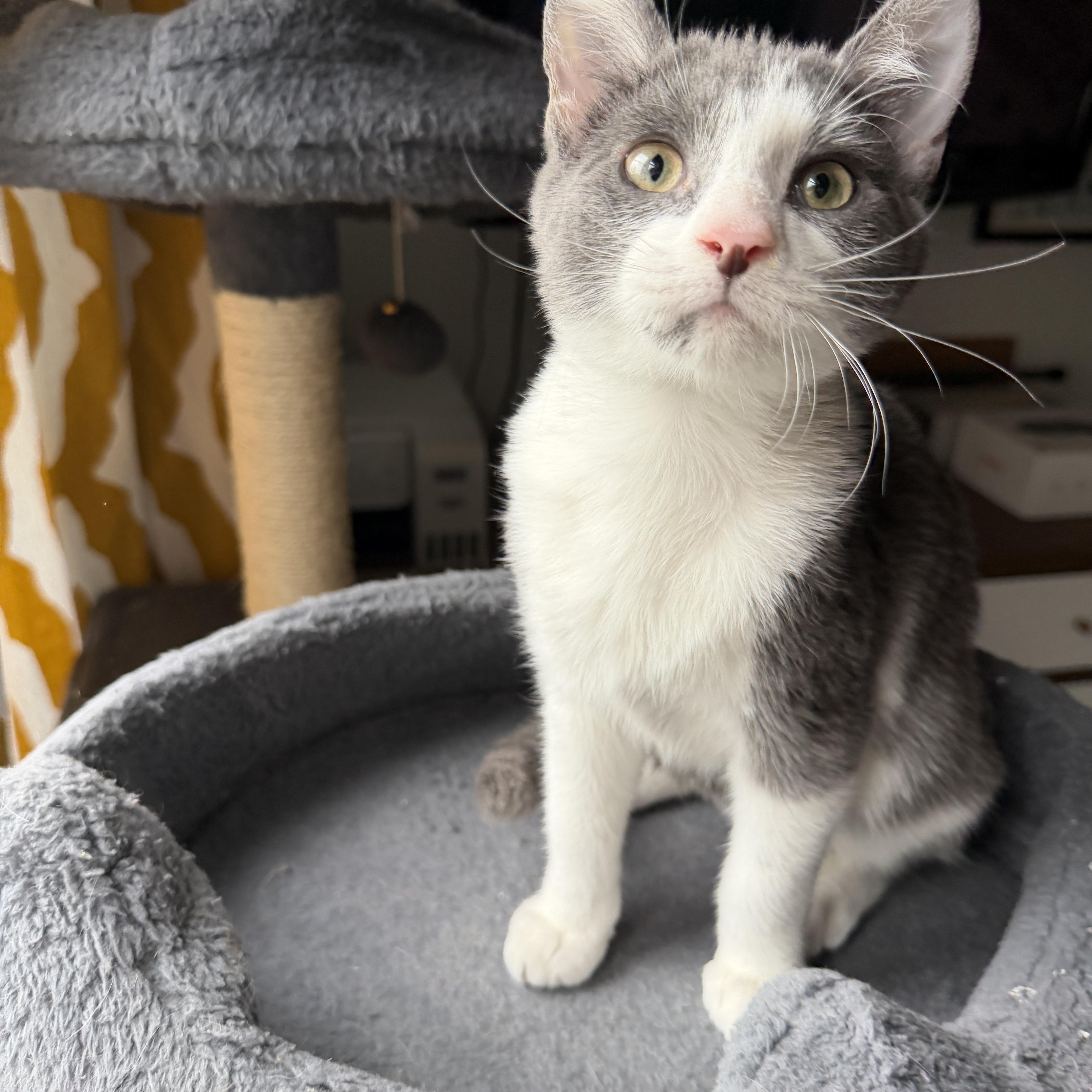 Enlarge Rico - cuddle buddy, a Adoptable Domestic Short Hair in South Lyon, MI image 3/3