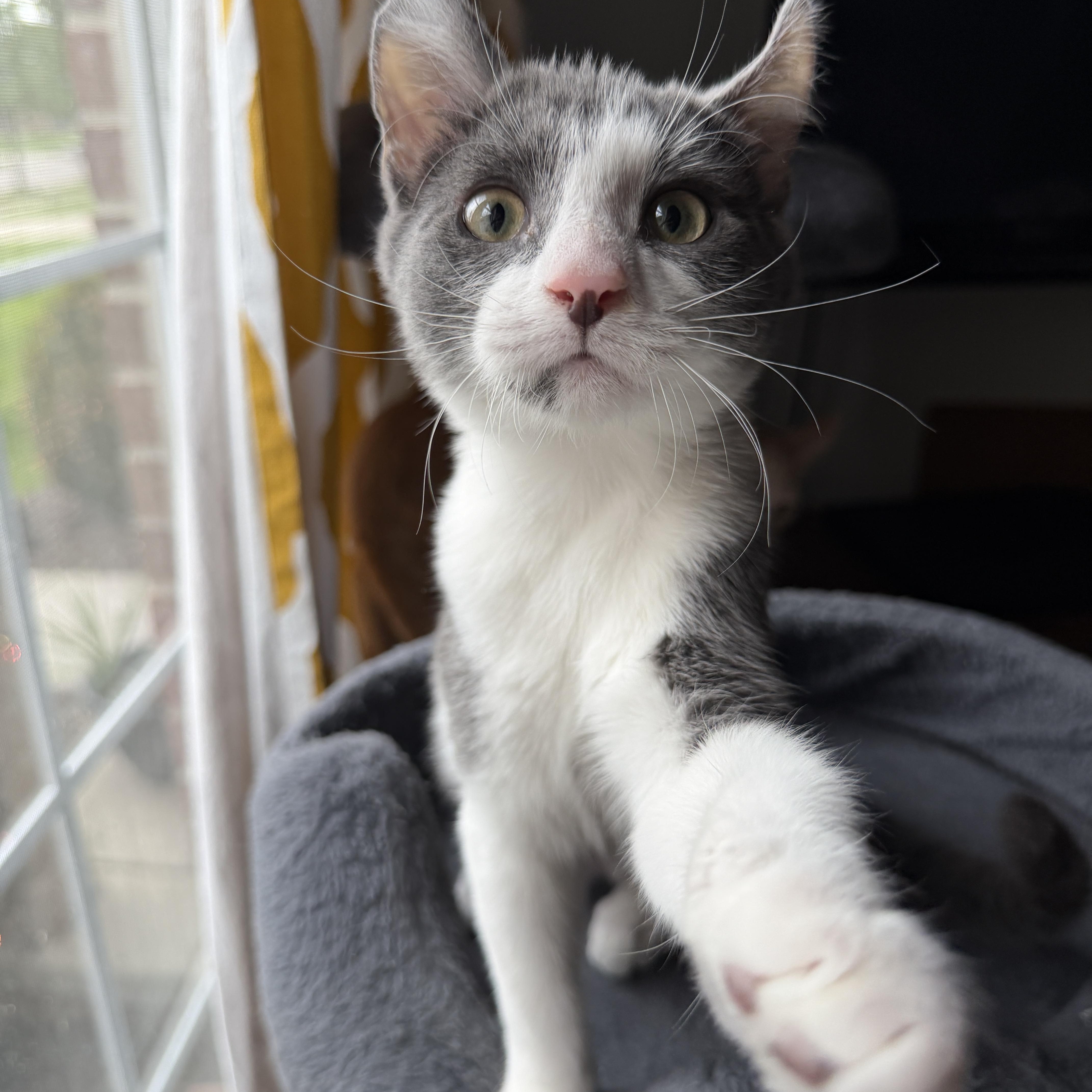 Enlarge Rico - cuddle buddy, a Adoptable Domestic Short Hair in South Lyon, MI image 1/3