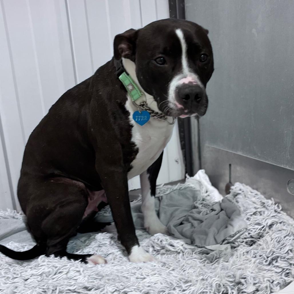 Minnie, Adoptable, Adult Female Mixed Breed.